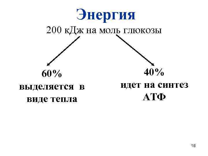  Энергия 200 к. Дж на моль глюкозы 60% выделяется в виде тепла 40%