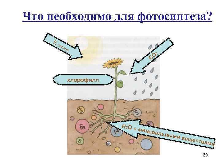 Что необходимо для фотосинтеза? Ес ол н ца О 2 С хлорофилл Н 2