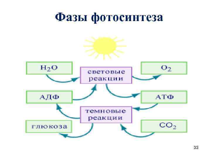 Фазы фотосинтеза 33 