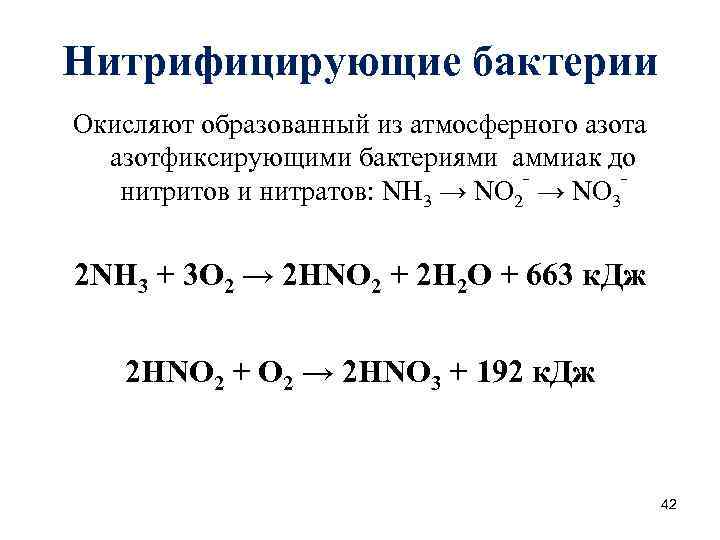 Нитрифицирующие бактерии Окисляют образованный из атмосферного азота азотфиксирующими бактериями аммиак до нитритов и нитратов: