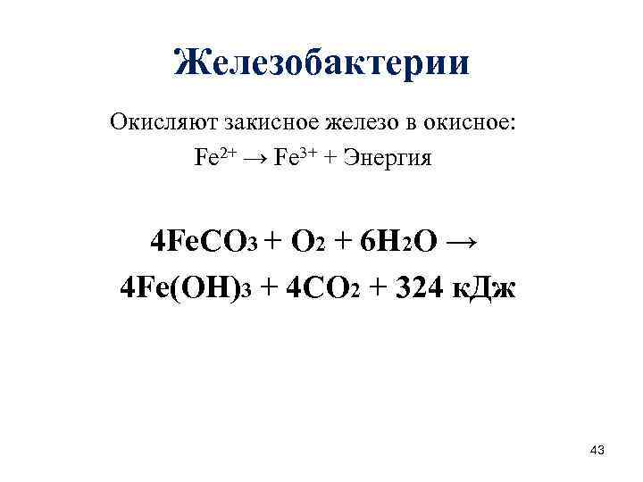 Железобактерии Окисляют закисное железо в окисное: Fe 2+ → Fe 3+ + Энергия 4