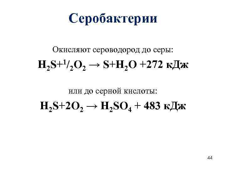 Серобактерии Окисляют сероводород до серы: Н 2 S+1/2 O 2 → S+H 2 O