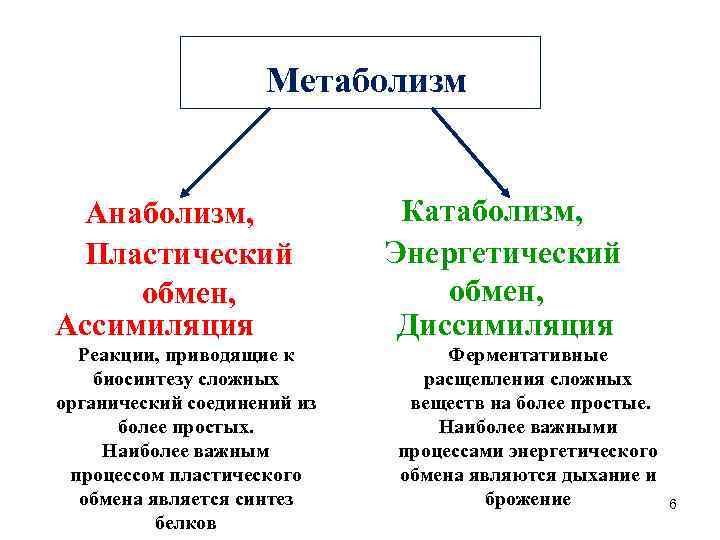  Метаболизм Анаболизм, Пластический обмен, Ассимиляция Реакции, приводящие к биосинтезу сложных органический соединений из