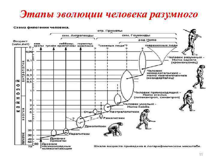 Этапы эволюции человека разумного