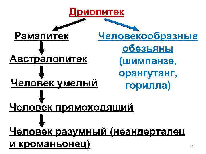 Основные этапы антропогенеза презентация