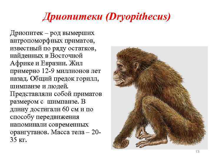 Дриопитеки (Dryopithecus) Дриопитек – род вымерших антропоморфных приматов, известный по ряду остатков, найденных в