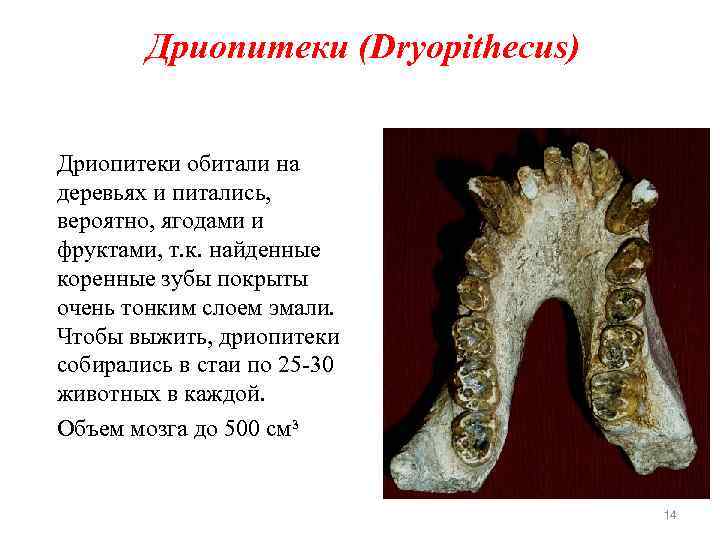 Дриопитеки (Dryopithecus) Дриопитеки обитали на деревьях и питались, вероятно, ягодами и фруктами, т. к.