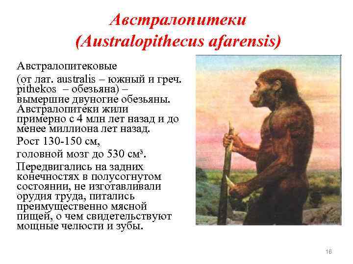 Австралопитеки (Australopithecus afarensis) Австралопитековые (от лат. australis – южный и греч. pithekos – обезьяна)