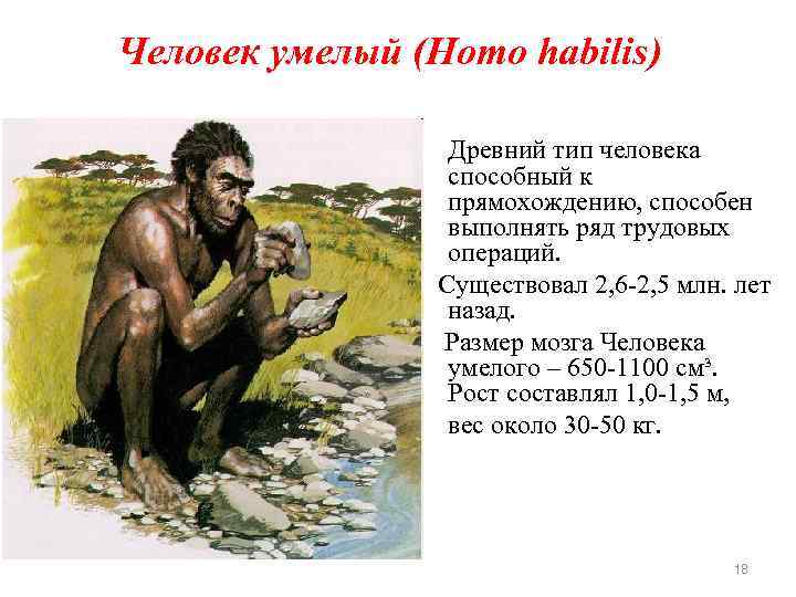 Человек умелый (Homo habilis) Древний тип человека способный к прямохождению, способен выполнять ряд трудовых