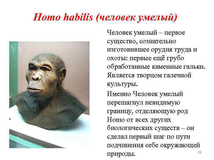 Homo habilis (человек умелый) Человек умелый – первое существо, сознательно изготовившее орудия труда и