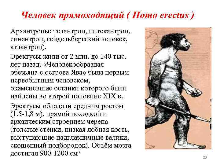 Человек прямоходящий ( Homo erectus ) Архантропы: телантроп, питекантроп, синантроп, гейдельбергский человек, атлантроп). Эректусы