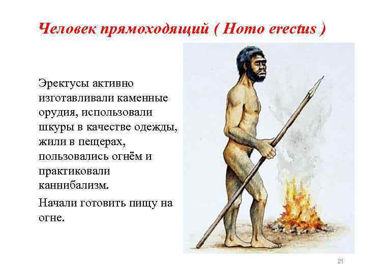 Человек прямоходящий ( Homo erectus ) Эректусы активно изготавливали каменные орудия, использовали шкуры в