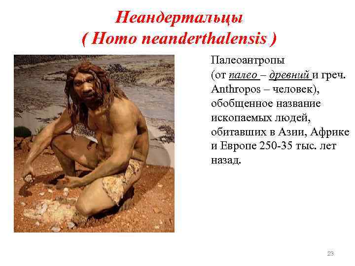 Неандертальцы ( Homo neanderthalensis ) Палеоантропы (от палео – древний и греч. Anthropos –