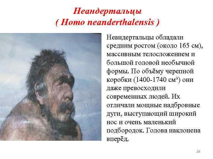 Неандертальцы ( Homo neanderthalensis ) Неандертальцы обладали средним ростом (около 165 см), массивным телосложением