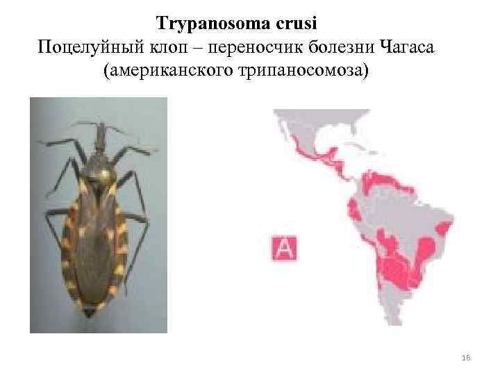 Trypanosoma crusi Поцелуйный клоп – переносчик болезни Чагаса (американского трипаносомоза) 16 