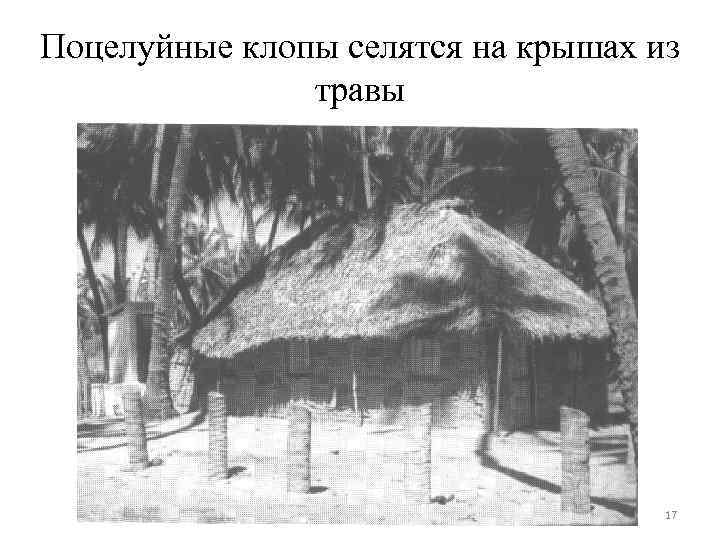 Поцелуйные клопы селятся на крышах из травы 17 