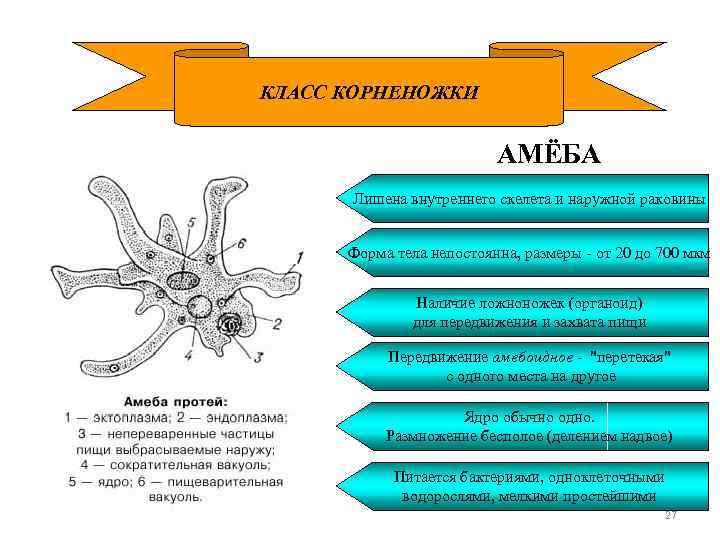 КЛАСС КОРНЕНОЖКИ АМЁБА Лишена внутреннего скелета и наружной раковины Форма тела непостоянна, размеры -
