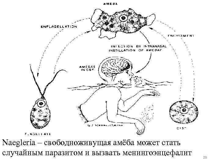 Naegleria – свободноживущая амёба может стать случайным паразитом и вызвать менингоэнцефалит 29 