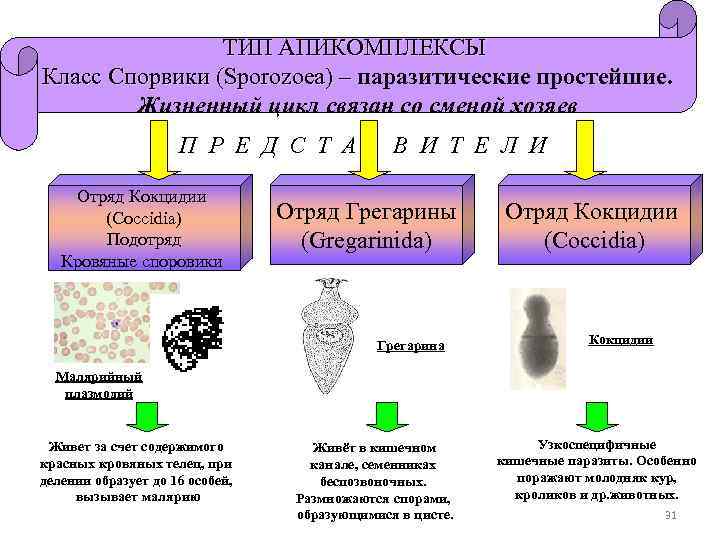 ТИП АПИКОМПЛЕКСЫ Класс Спорвики (Sporozoea) – паразитические простейшие. – Жизненный цикл связан со сменой