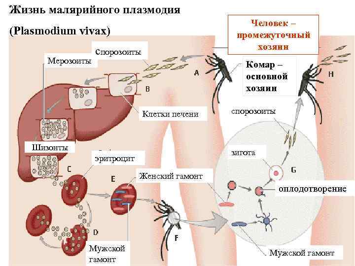 Жизнь малярийного плазмодия Человек – промежуточный хозяин (Plasmodium vivax) Мерозоиты спорозоиты Комар – основной
