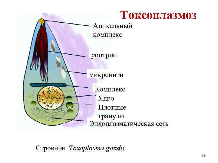 Токсоплазмоз Апикальный комплекс роптрии микронити Комплекс Гольджи Ядро Плотные гранулы Эндоплазматическая сеть Строение Toxoplasma