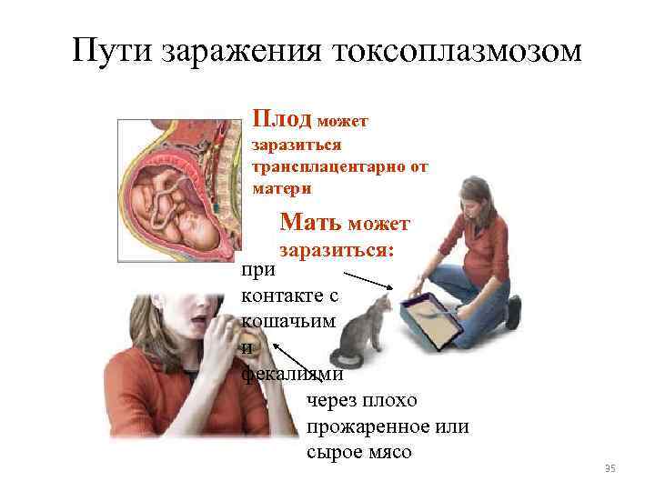 Пути заражения токсоплазмозом Плод может заразиться трансплацентарно от матери Мать может заразиться: при контакте