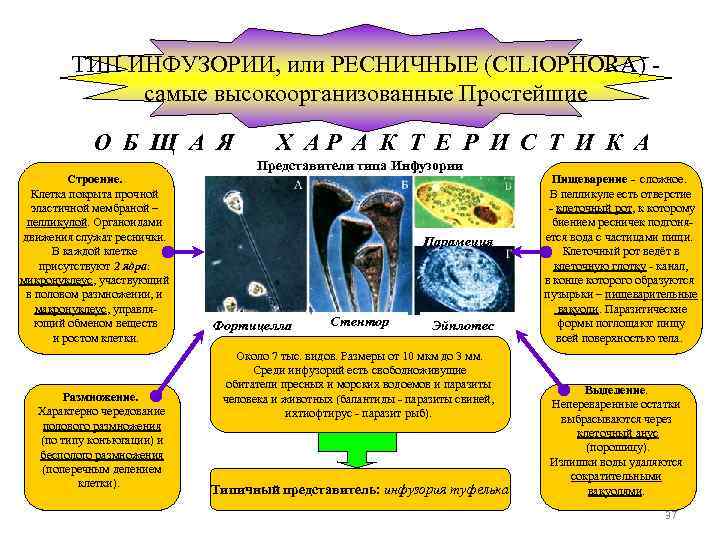 ТИП ИНФУЗОРИИ, или РЕСНИЧНЫЕ (CILIOPHORA) самые высокоорганизованные Простейшие О Б Щ А Я Строение.