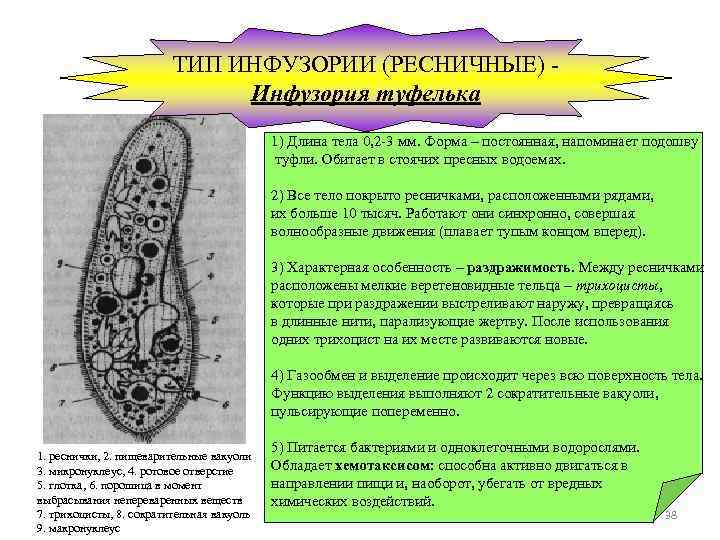 ТИП ИНФУЗОРИИ (РЕСНИЧНЫЕ) Инфузория туфелька 1. реснички, 2. пищеварительные вакуоли 3. микронуклеус, 4. ротовое