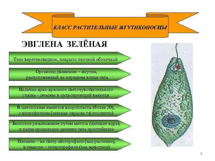 КЛАСС РАСТИТЕЛЬНЫЕ ЖГУТИКОНОСЦЫ ЭВГЛЕНА ЗЕЛЁНАЯ Тело веретеновидное, покрыто плотной оболочкой Органоид движения – жгутик,