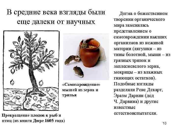 В средние века взгляды были еще далеки от научных «Самозарождение» мышей из зерна и