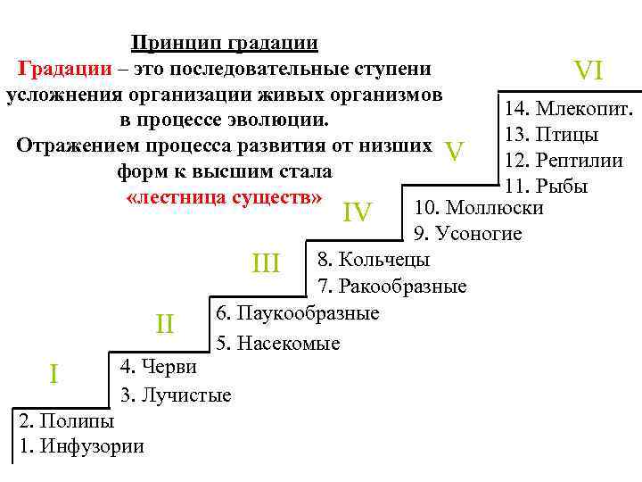 Принцип градации Градации – это последовательные ступени VI усложнения организации живых организмов 14. Млекопит.