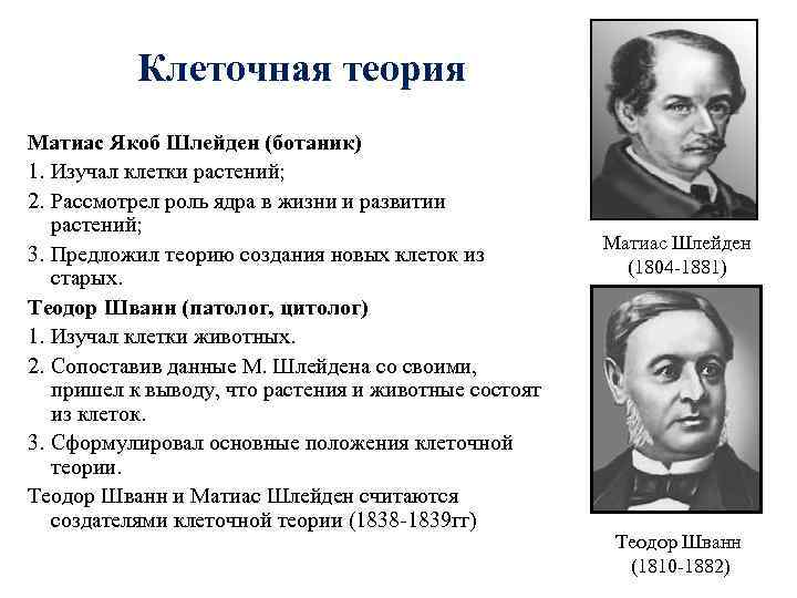 Клеточная теория Матиас Якоб Шлейден (ботаник) 1. Изучал клетки растений; 2. Рассмотрел роль ядра