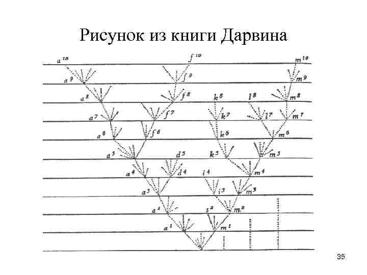 Рисунок из книги Дарвина 35 