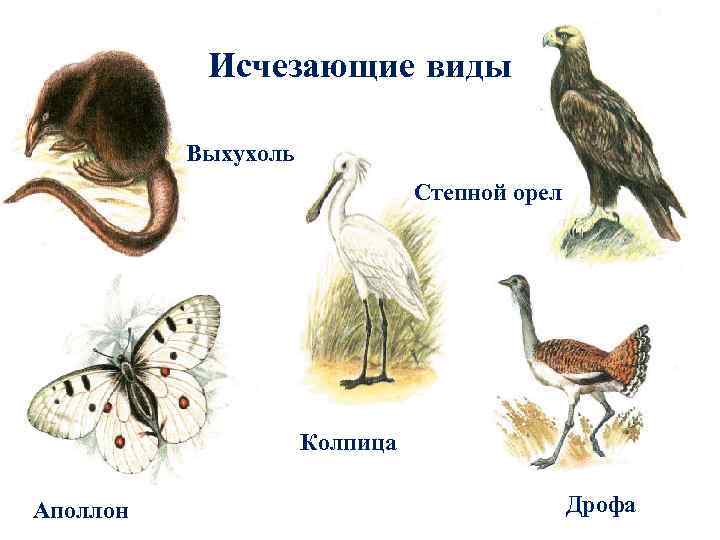 Исчезающие виды Выхухоль Степной орел Колпица Аполлонн Дрофа 