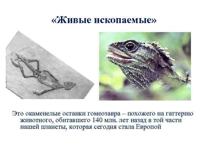  «Живые ископаемые» Это окаменелые останки гомеозавра – похожего на гаттерию животного, обитавшего 140