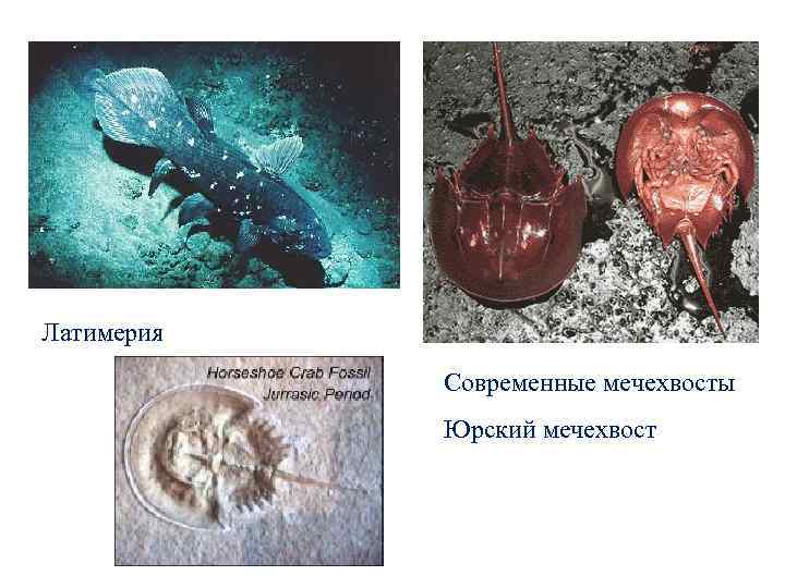 Латимерия Современные мечехвосты Юрский мечехвост 