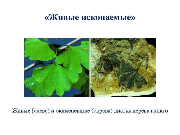  «Живые ископаемые» Живые (слева) и окаменевшие (справа) листья дерева гинкго 