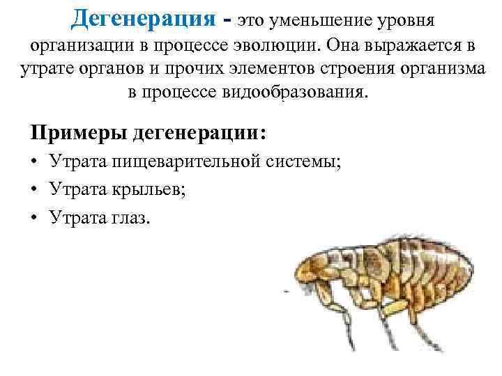 Дегенерация - это уменьшение уровня организации в процессе эволюции. Она выражается в утрате органов