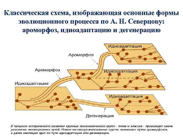 В эволюционном плане более прогрессивным является