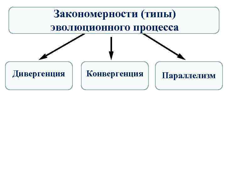 Закономерности (типы) эволюционного процесса Дивергенция Конвергенция Параллелизм 