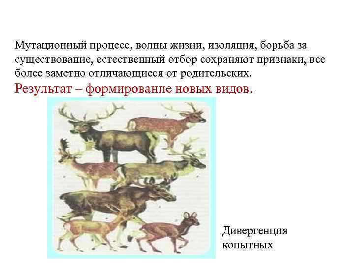 Мутационный процесс, волны жизни, изоляция, борьба за существование, естественный отбор сохраняют признаки, все более