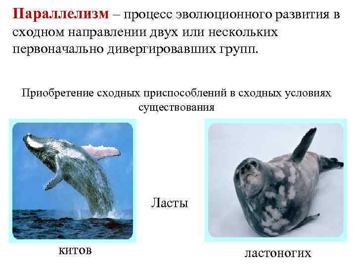 Параллелизм – процесс эволюционного развития в сходном направлении двух или нескольких первоначально дивергировавших групп.