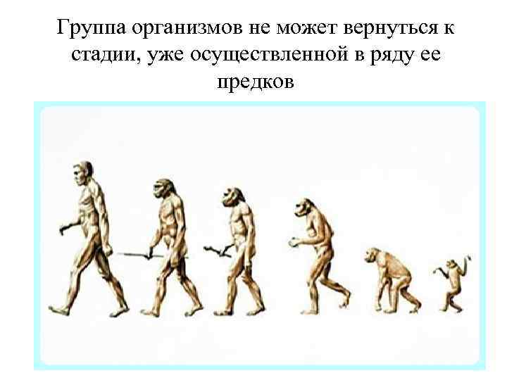 Современное учение об эволюции презентация 10 класс