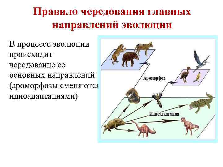 Презентация основные направления эволюции 10 класс пономарева