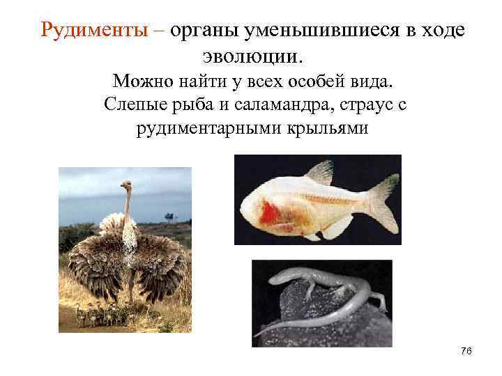 Рудименты – органы уменьшившиеся в ходе эволюции. Можно найти у всех особей вида. Слепые