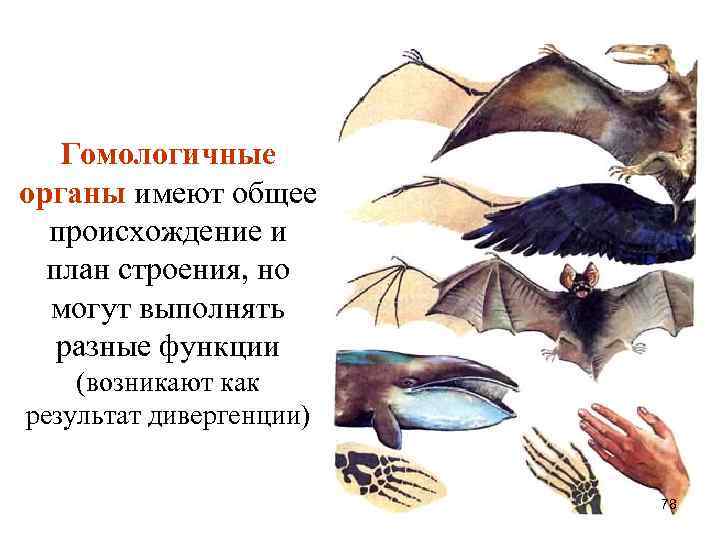 Гомологичные органы имеют общее происхождение и план строения, но могут выполнять разные функции (возникают