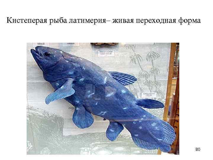 Кистеперая рыба латимерия– живая переходная форма 80 