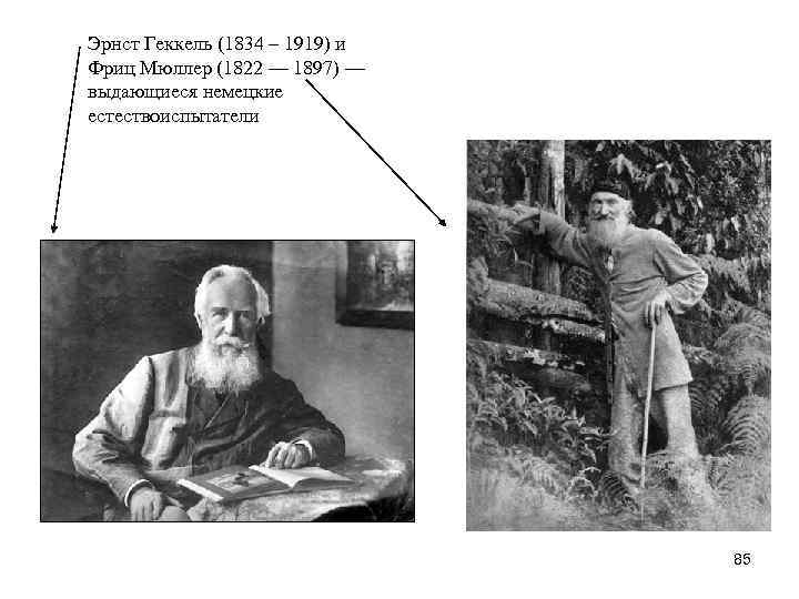Эрнст Геккель (1834 – 1919) и Фриц Мюллер (1822 — 1897) — выдающиеся немецкие