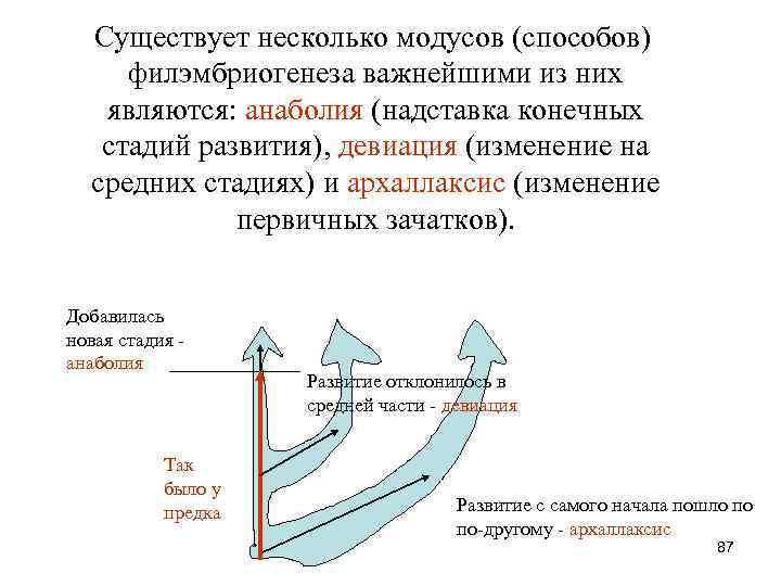  Существует несколько модусов (способов) филэмбриогенеза важнейшими из них являются: анаболия (надставка конечных стадий