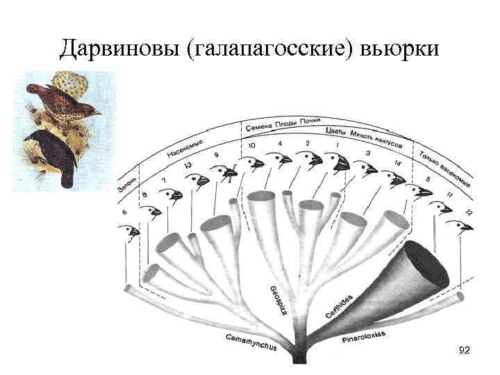 Дарвиновы (галапагосские) вьюрки 92 